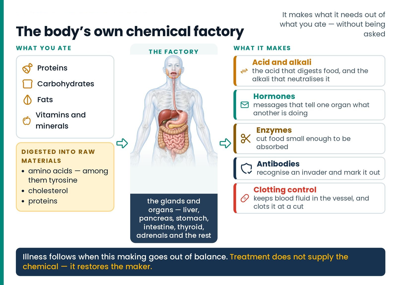 The body’s own chemical factory. What the body makes for itself — acid and alkali, hormones, enzymes, antibodies and the