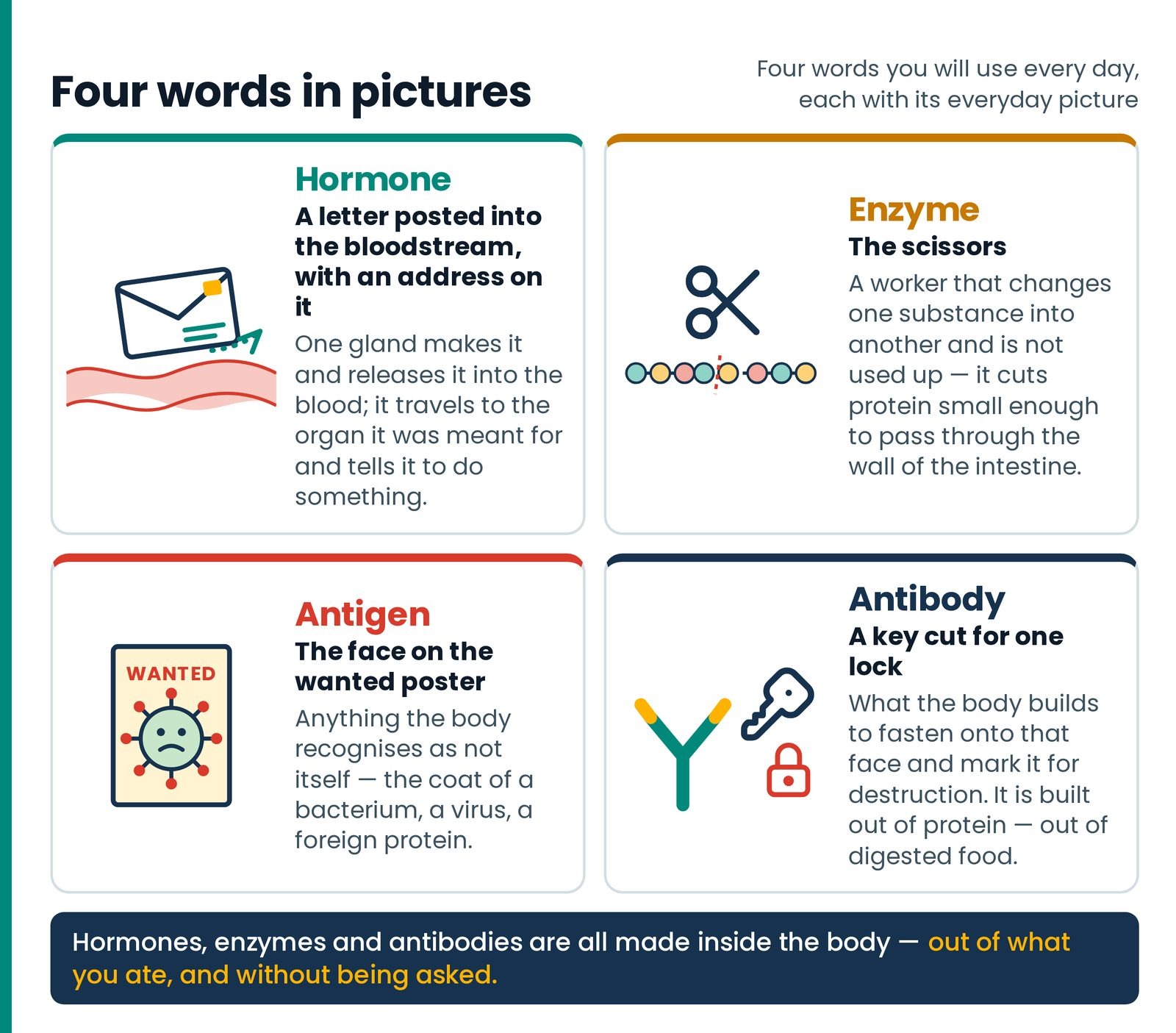 Four words in pictures. Hormone the letter, enzyme the scissors, antigen the face on the wanted poster, antibody the key