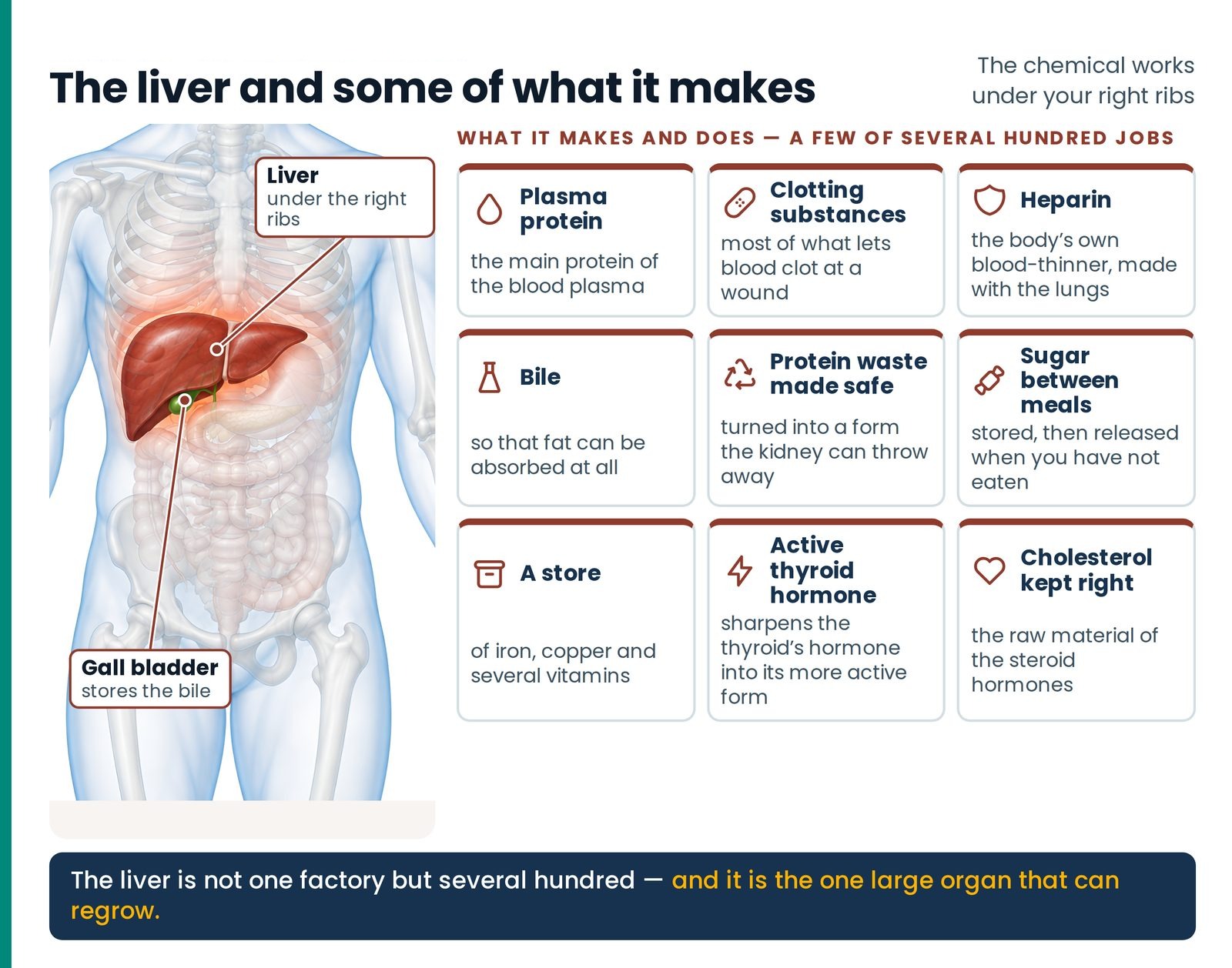 The liver and some of what it makes. The liver under the right ribs, with a few of its several hundred jobs.