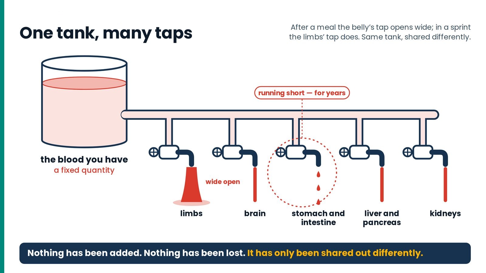 One tank, many taps. The blood is a fixed quantity. Opening one tap wide makes another run thin; nothing is added and no