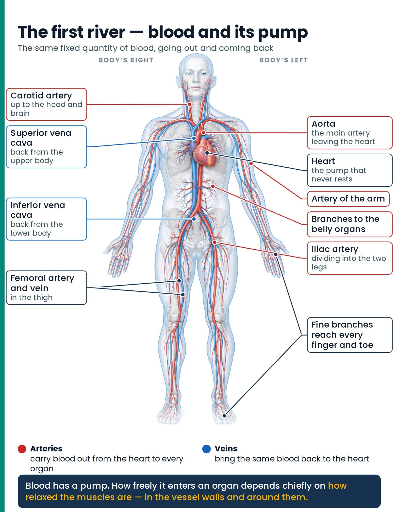 The first river — blood and its pump. Arteries carry blood out from the heart to every organ; veins bring the same blood