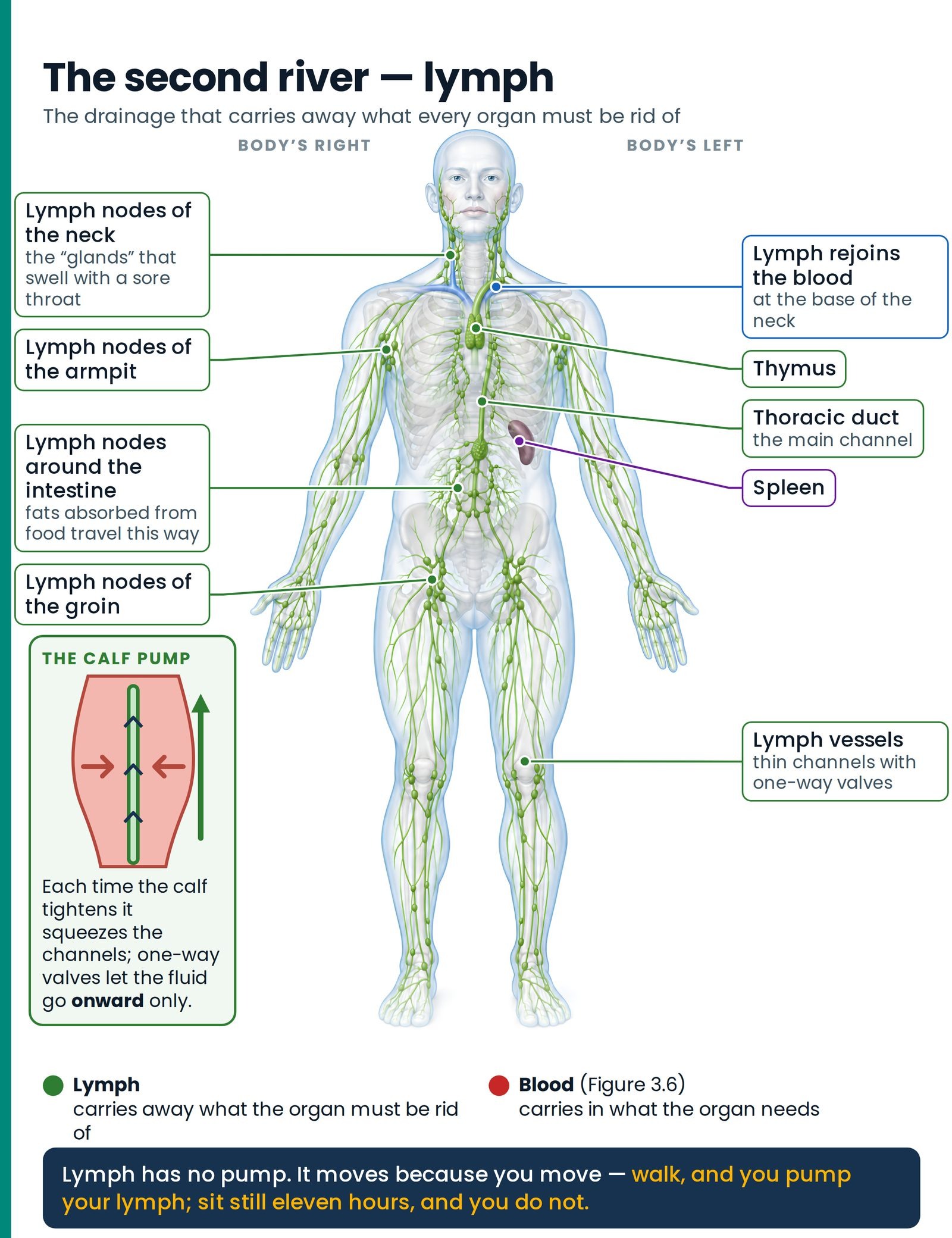 The second river — lymph, which has no pump. Lymph channels and nodes drain every part of the body and rejoin the blood