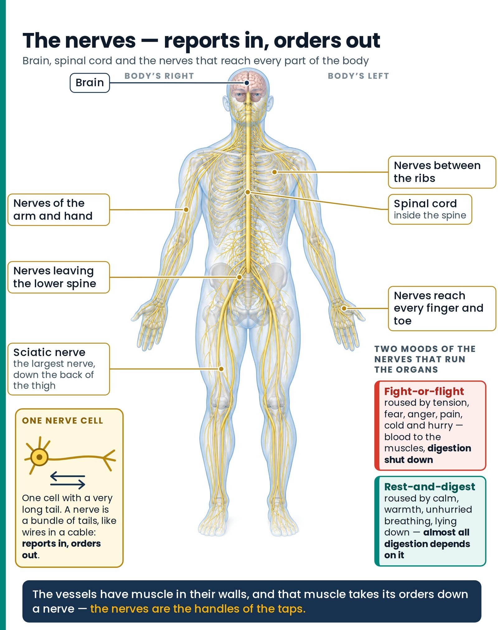 The nerves — reports in, orders out. Brain, spinal cord and nerves; insets: one nerve cell, and the two moods of the ner