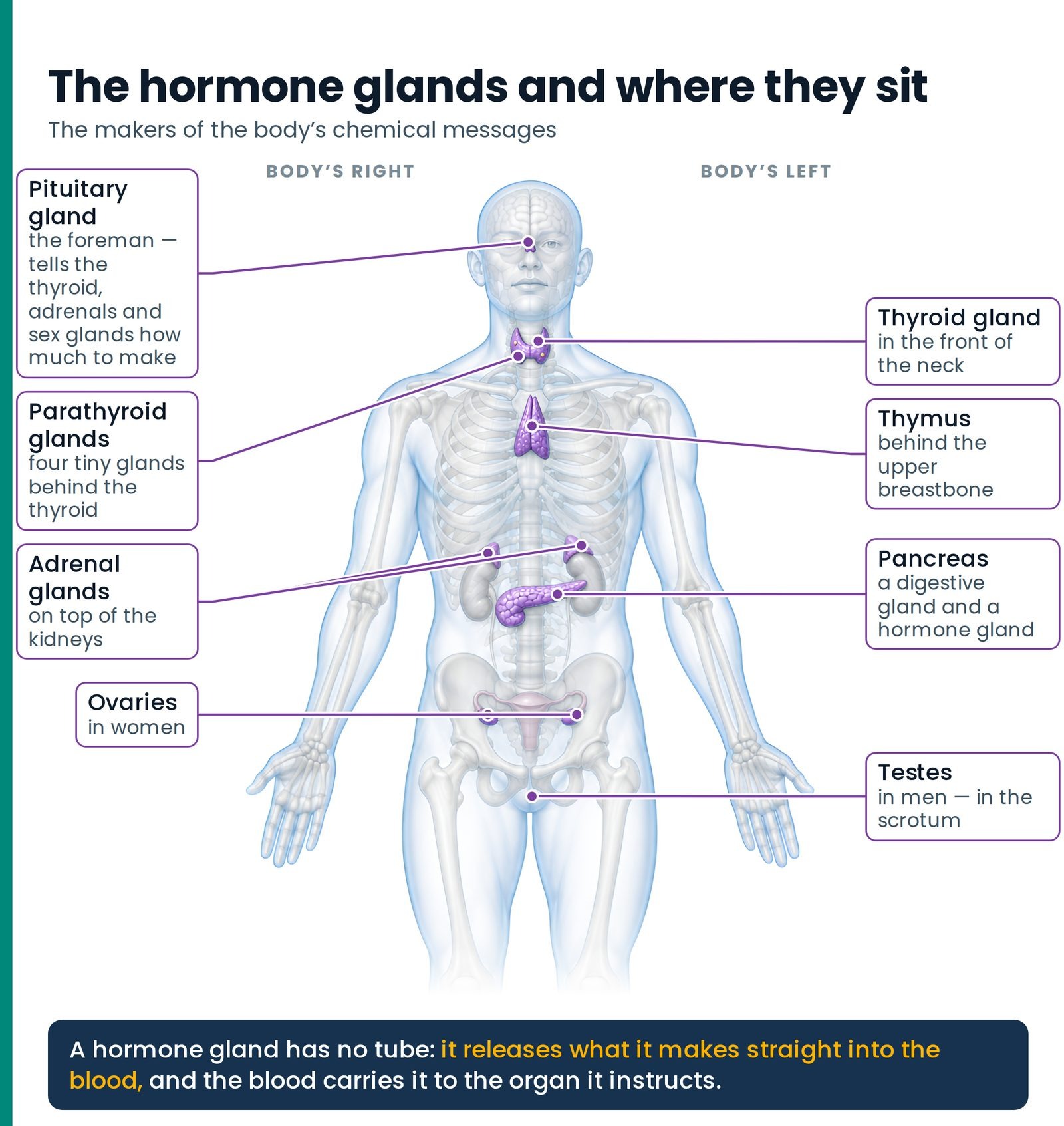 The hormone glands and where they sit. Pituitary, thyroid and parathyroids, thymus, adrenals, pancreas, ovaries and test