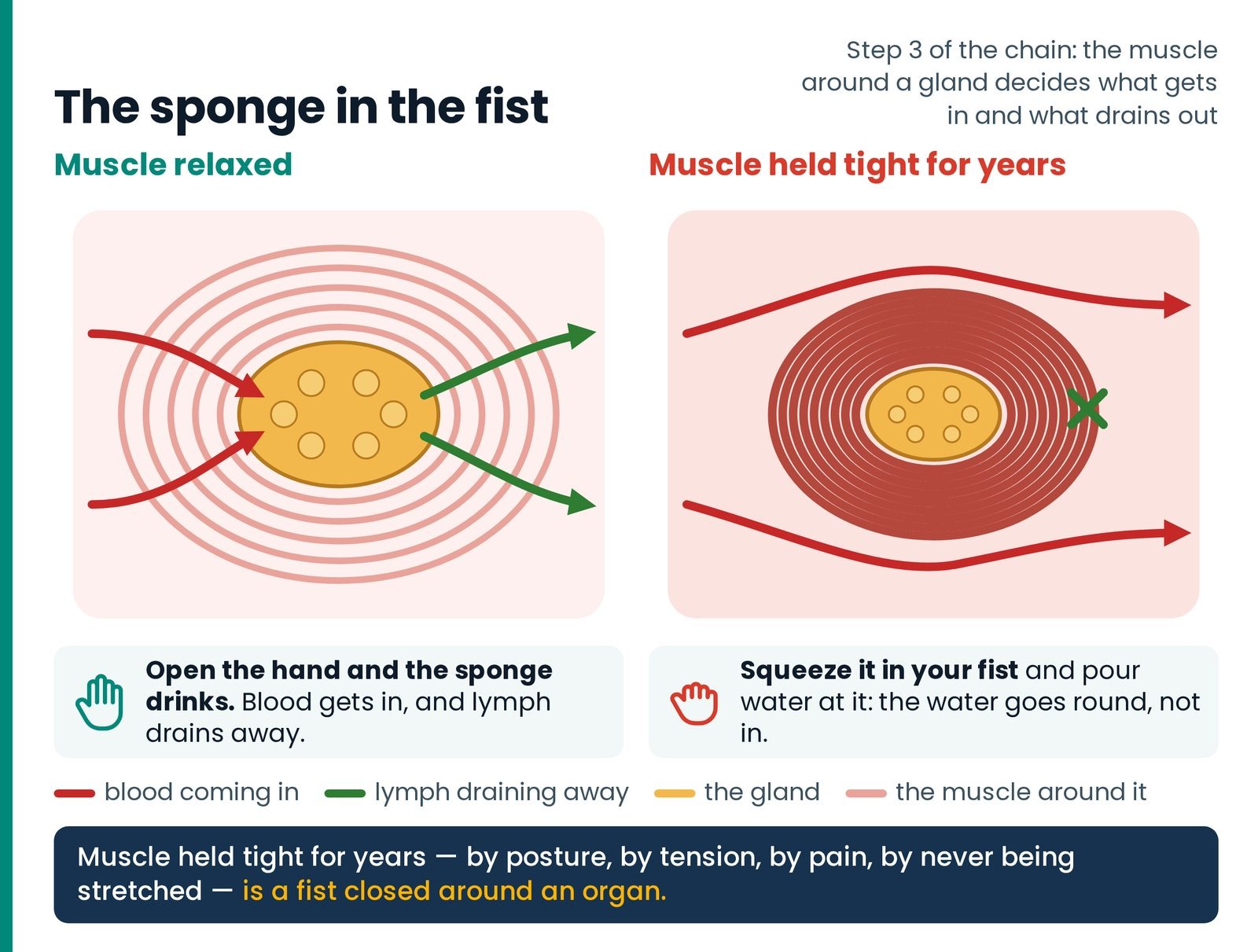 The sponge in the fist. A gland in a relaxed muscle bed takes in blood and lets lymph drain; in a muscle held tight for