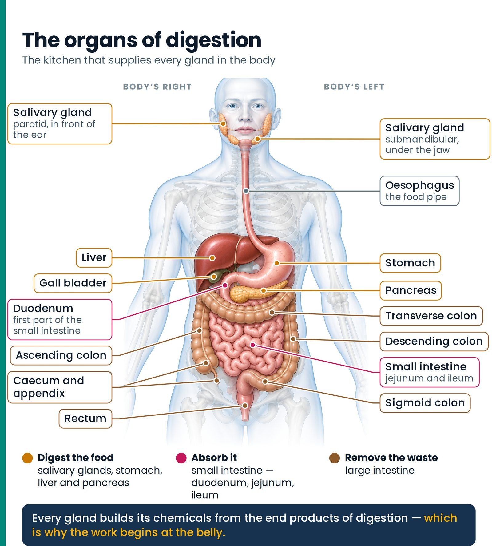 The organs of digestion. From the salivary glands to the rectum — the organs that digest the food, absorb it and remove