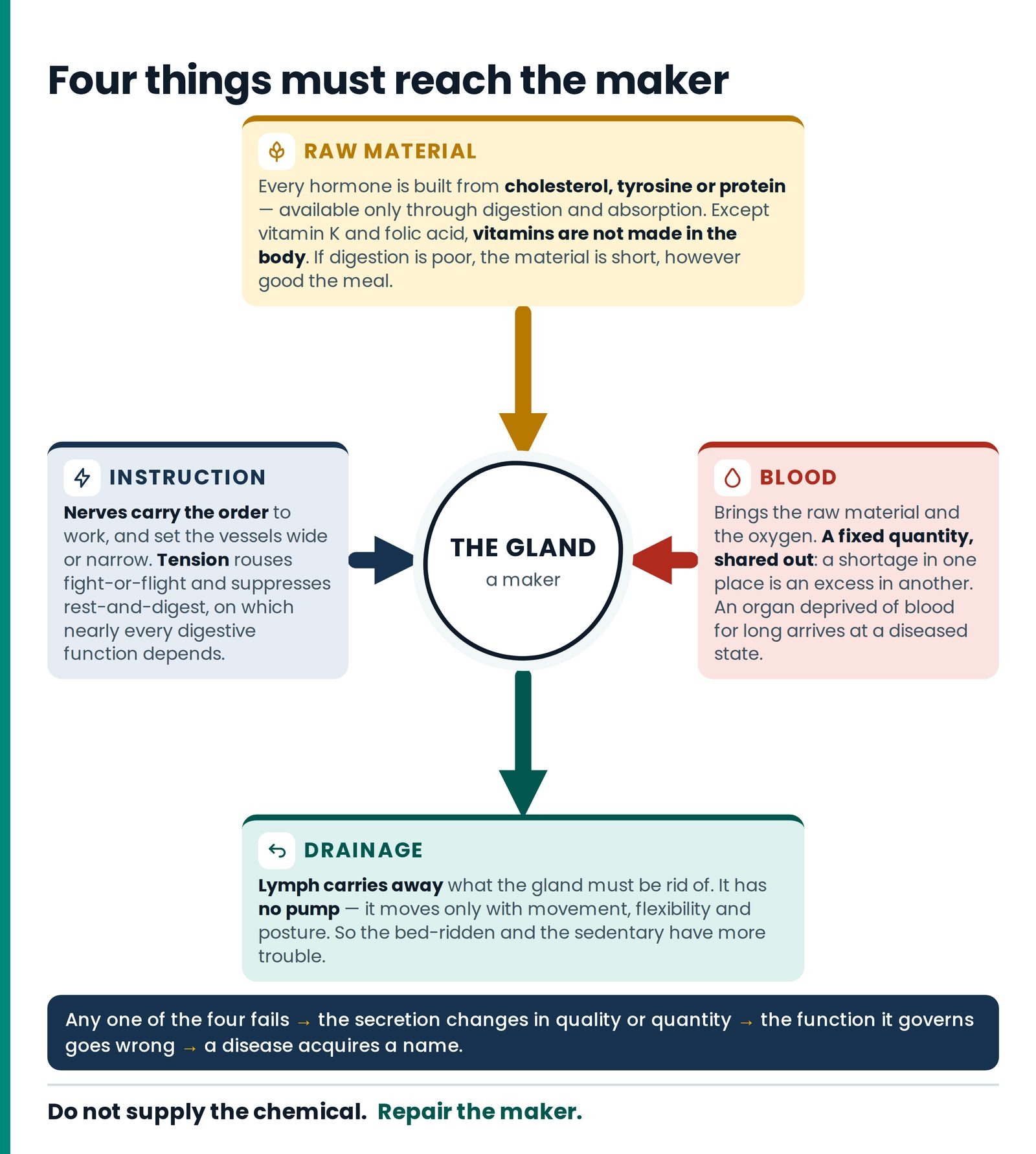 Four things must reach the maker. Raw material, blood, drainage and the nerve’s instruction must all reach a gland befor