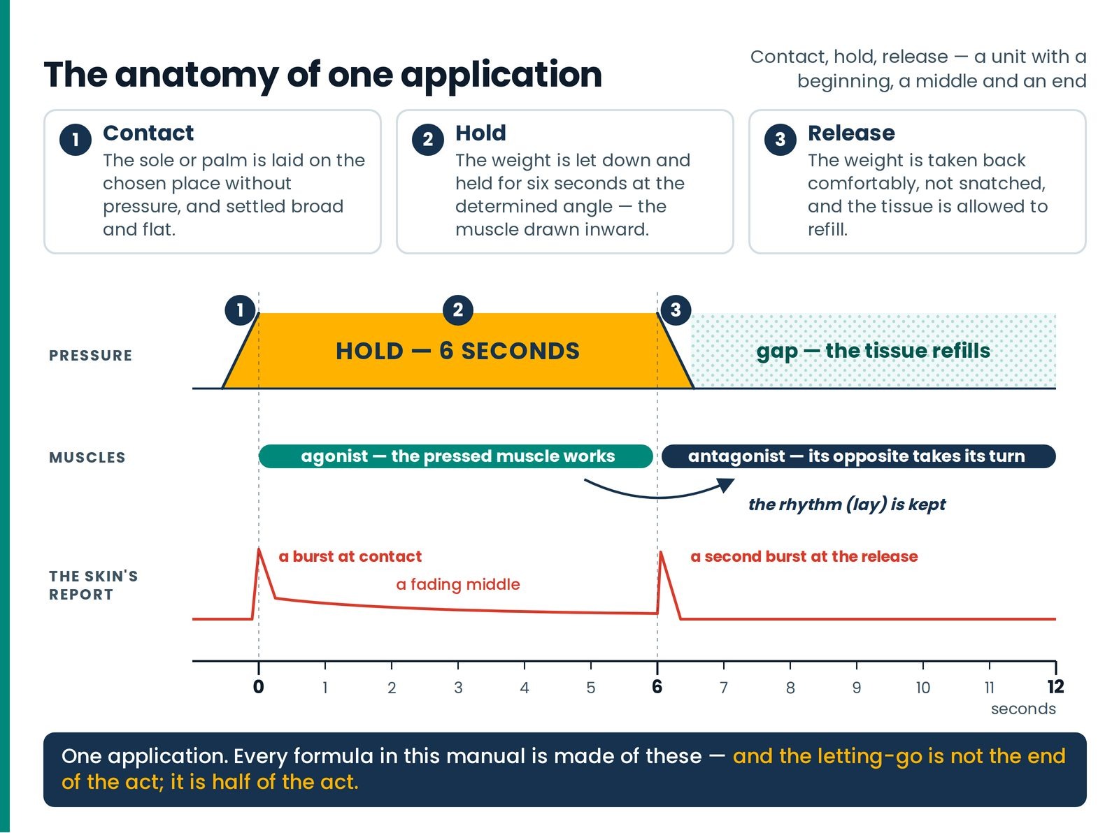 The anatomy of one application. Contact, a six-second hold and a clean release: the pressed muscle works, its opposite t