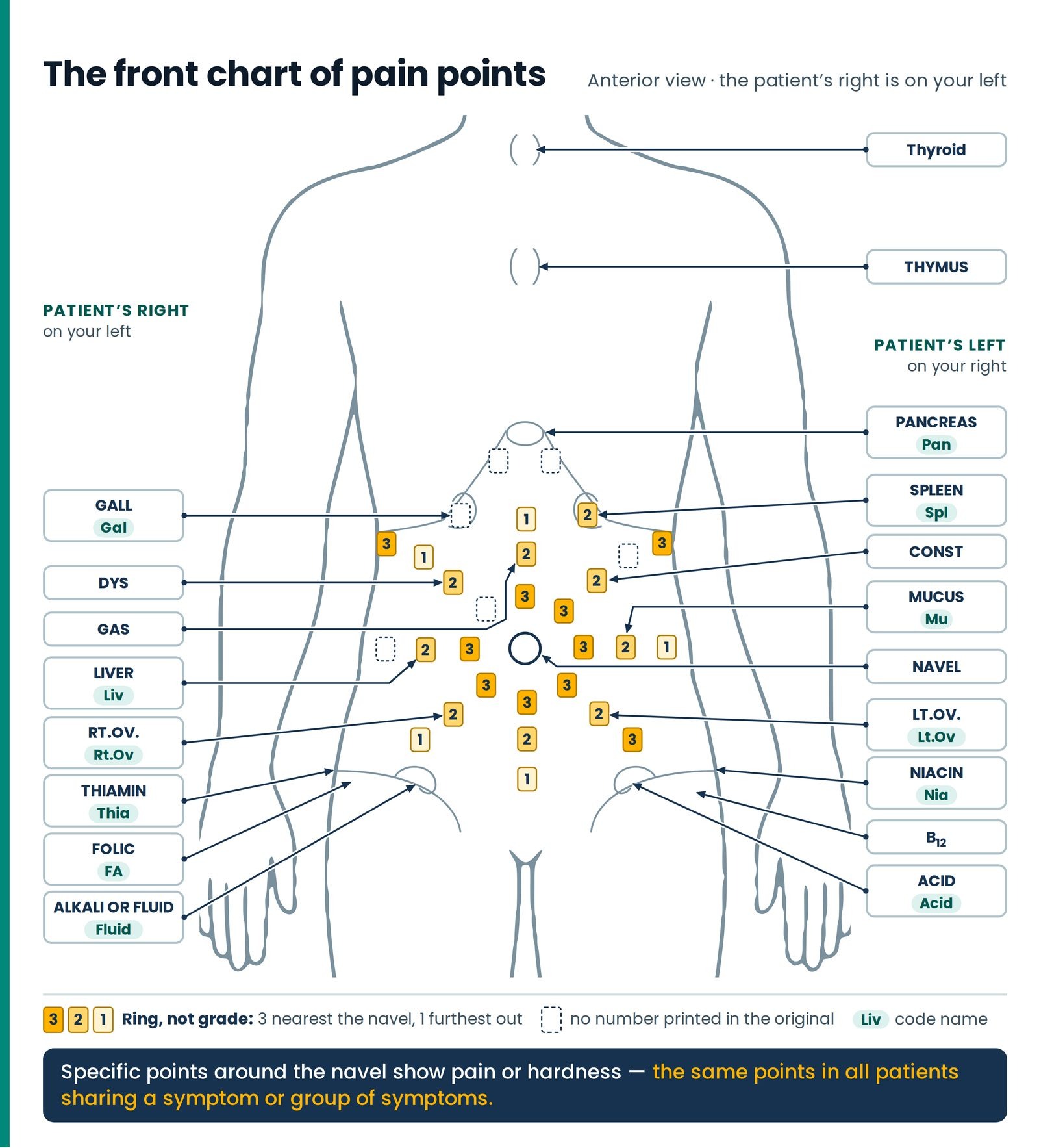 The front chart of pain points. The diagnostic pain-points chart, seen from the front: Thyroid, Thymus and Pancreas on t