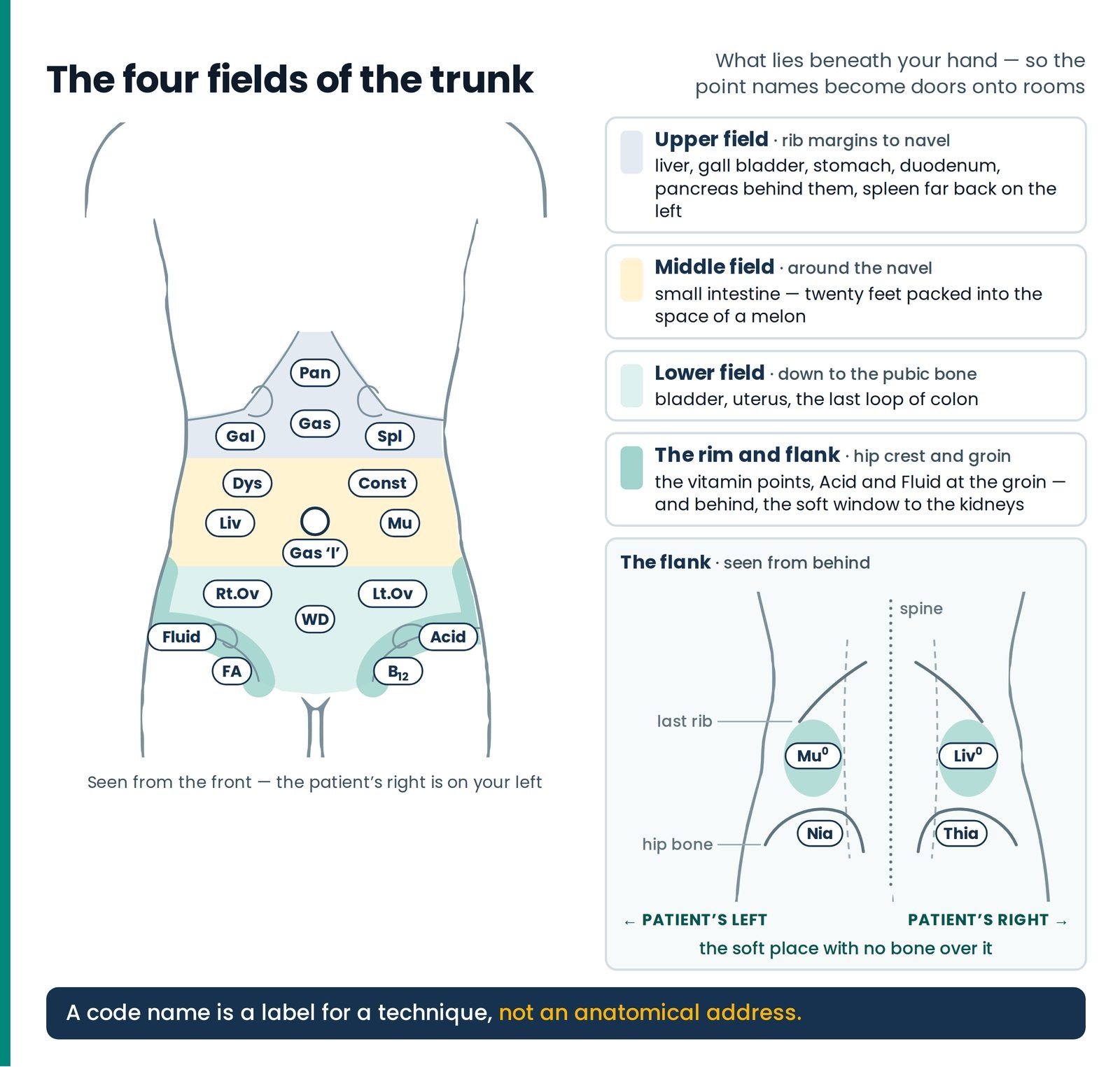 The four fields of the trunk. The trunk from the front divided into upper, middle and lower fields and the rim, each wit