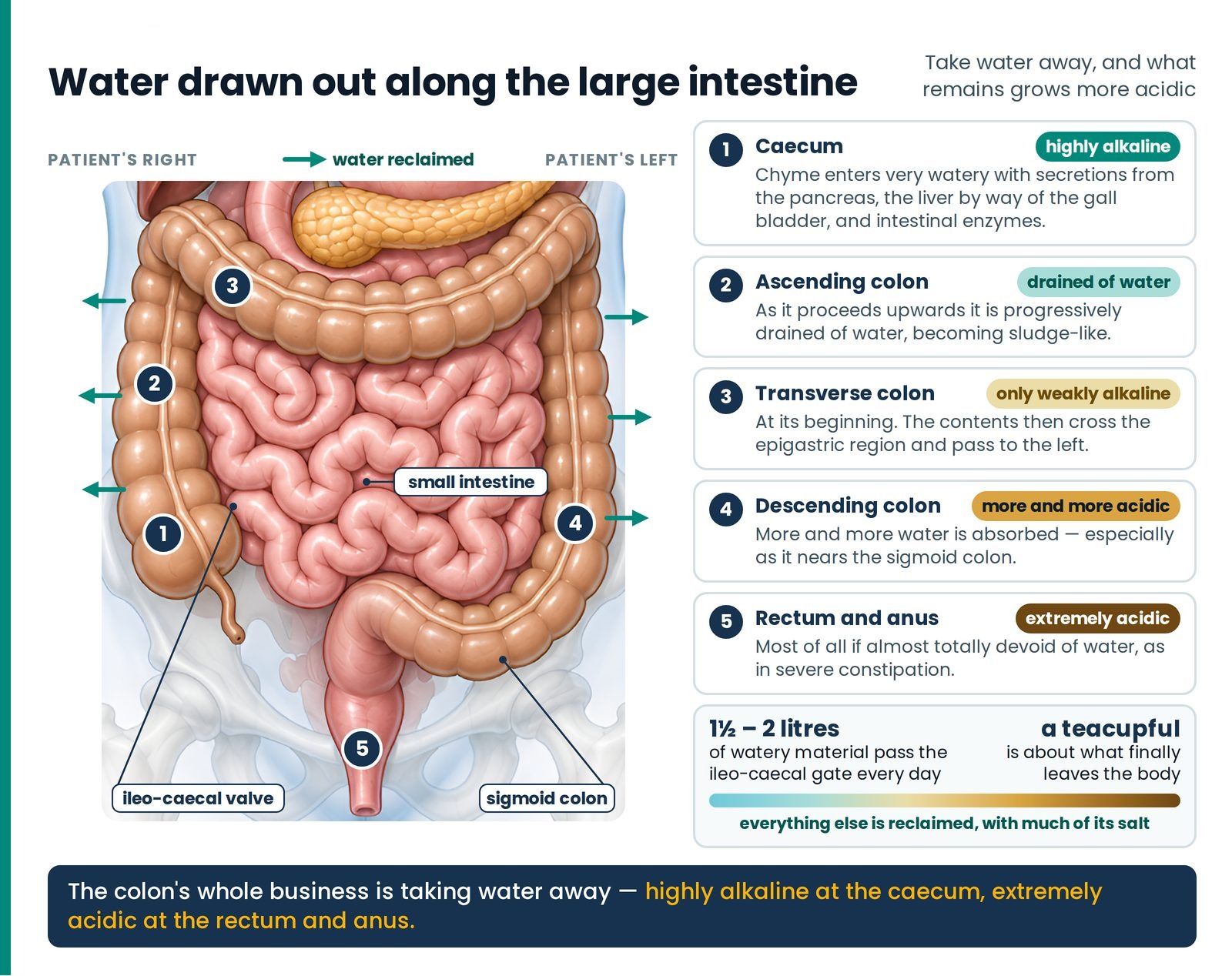 Water drawn out along the large intestine. Chyme enters the caecum very watery and highly alkaline; as the colon reclaim