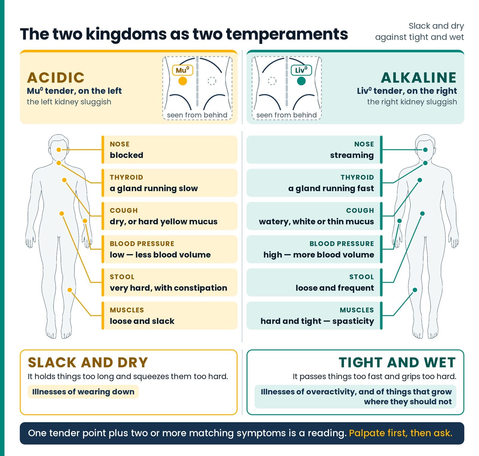 The two kingdoms as two temperaments. Table 1 carried as two bodies: acidic (Mu° tender, left) slack and dry, with illne