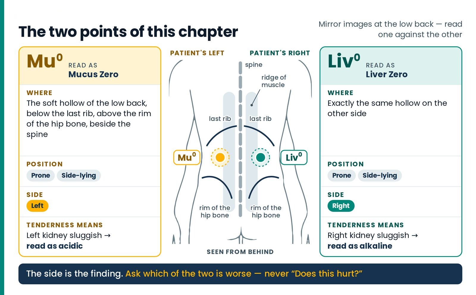 The two points of this article. Mu° (Mucus Zero) and Liv° (Liver Zero) are mirror images in the soft hollow of the low b