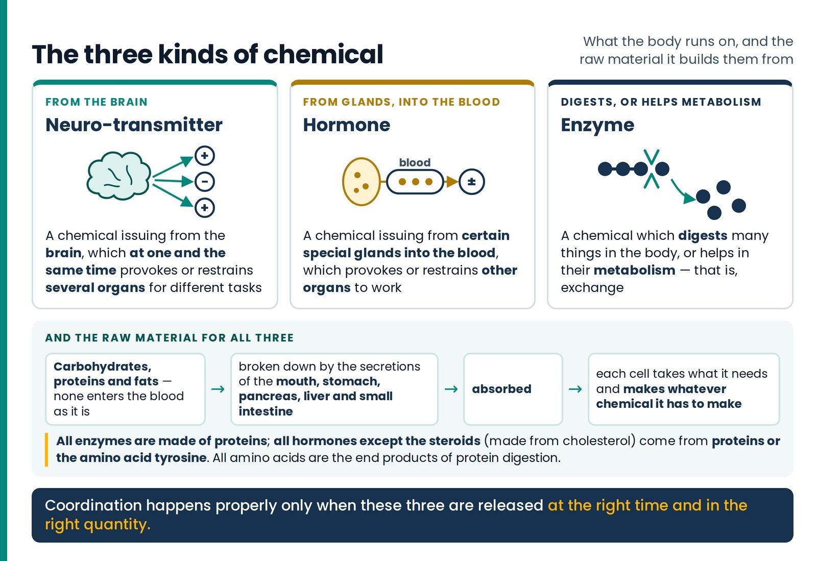 The three kinds of chemical the body runs on. Neurotransmitter, hormone and enzyme, each with its one-line definition, a