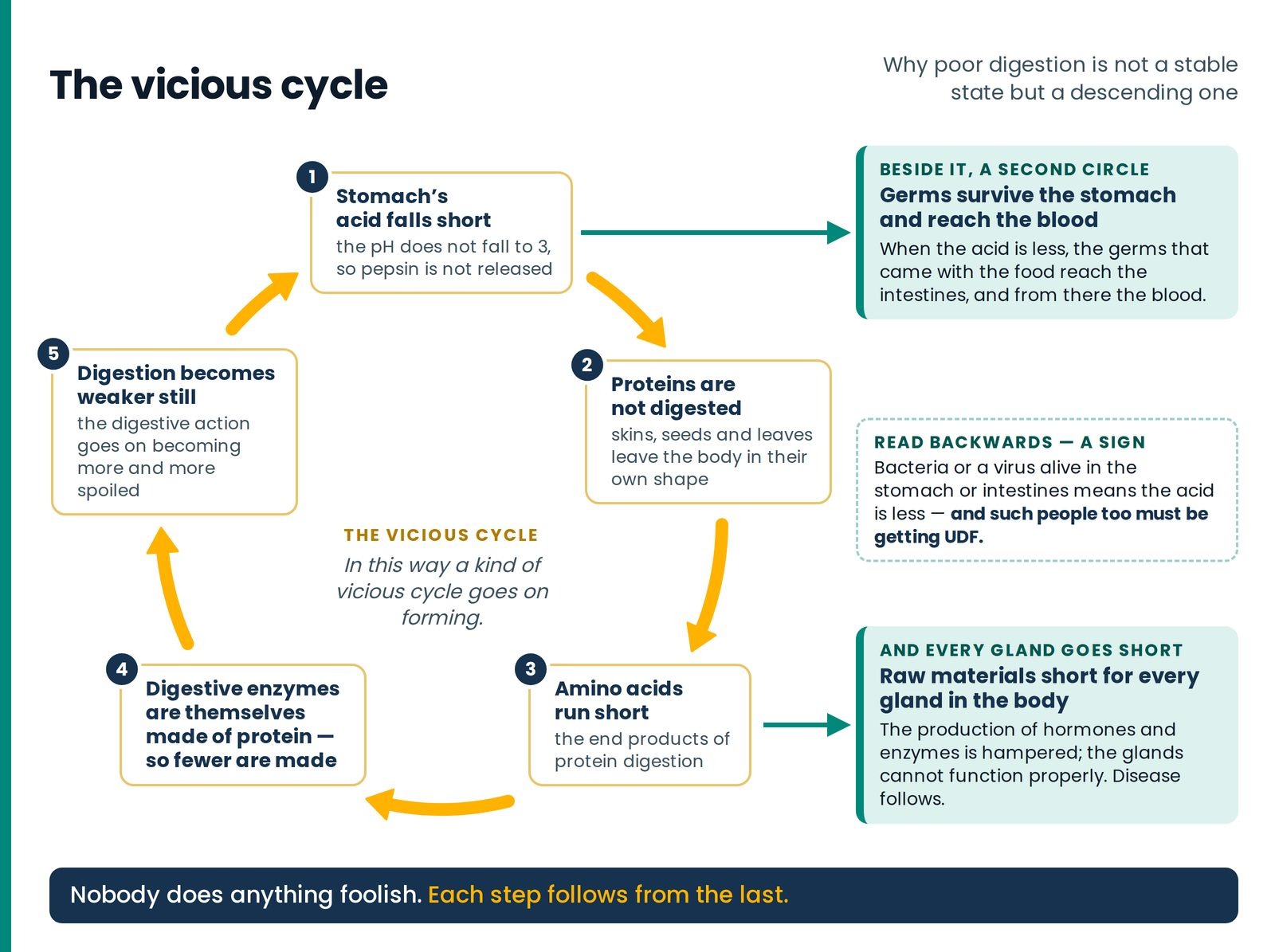 The vicious cycle. Stomach acid falls short, proteins go undigested, amino acids run short, and the digestive enzymes —