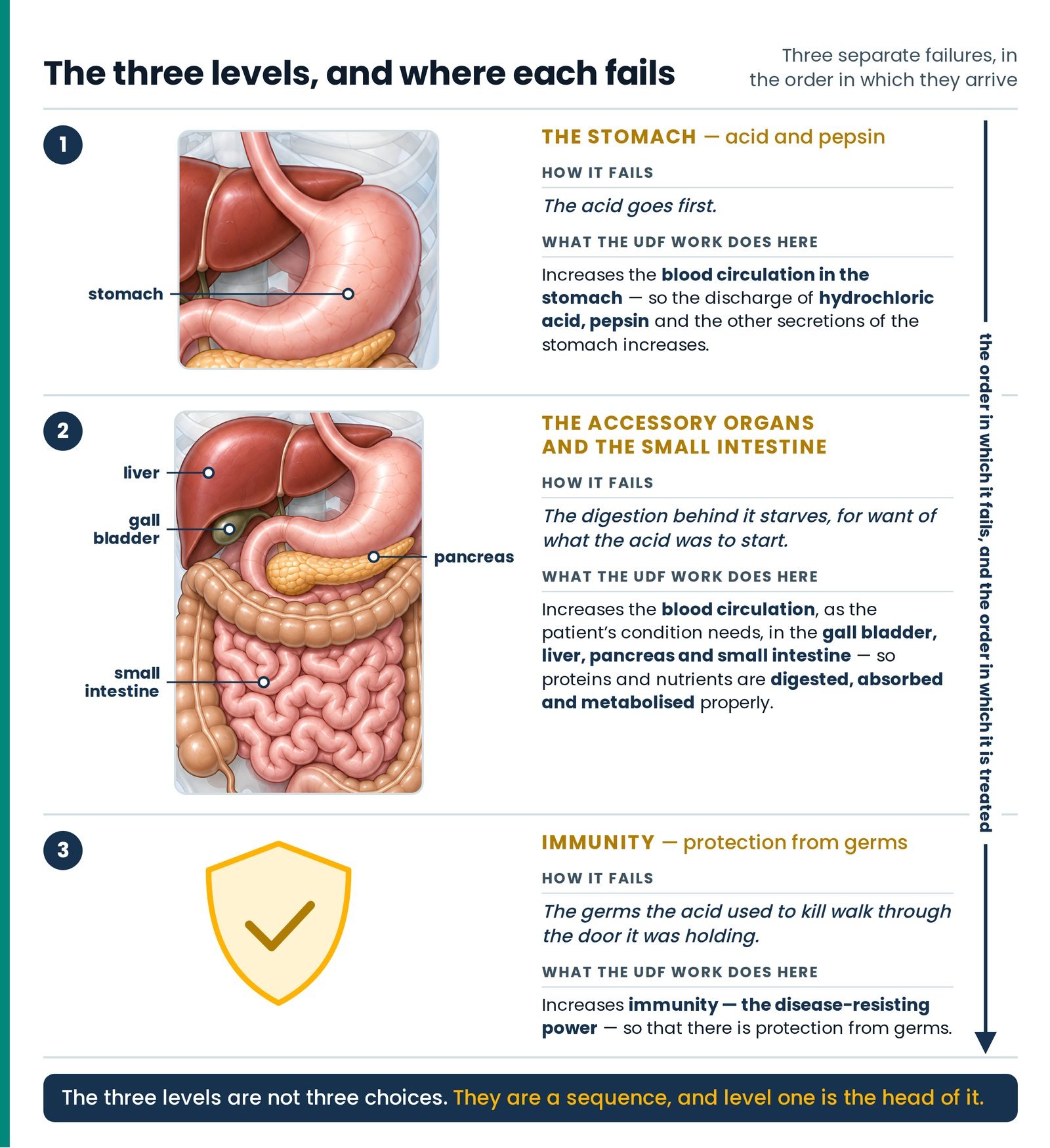 The three levels, and where each fails. Stomach, then the accessory organs and small intestine, then immunity. For each