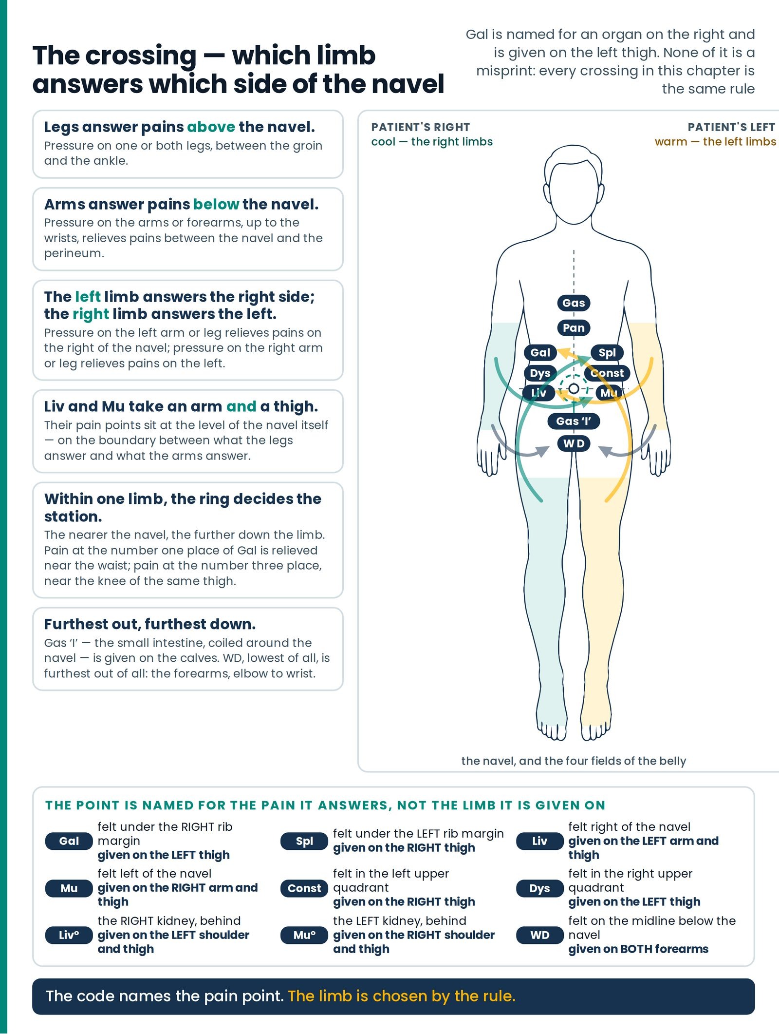 The crossing — which limb answers which side of the navel. The whole logic of the article in one picture: the four field