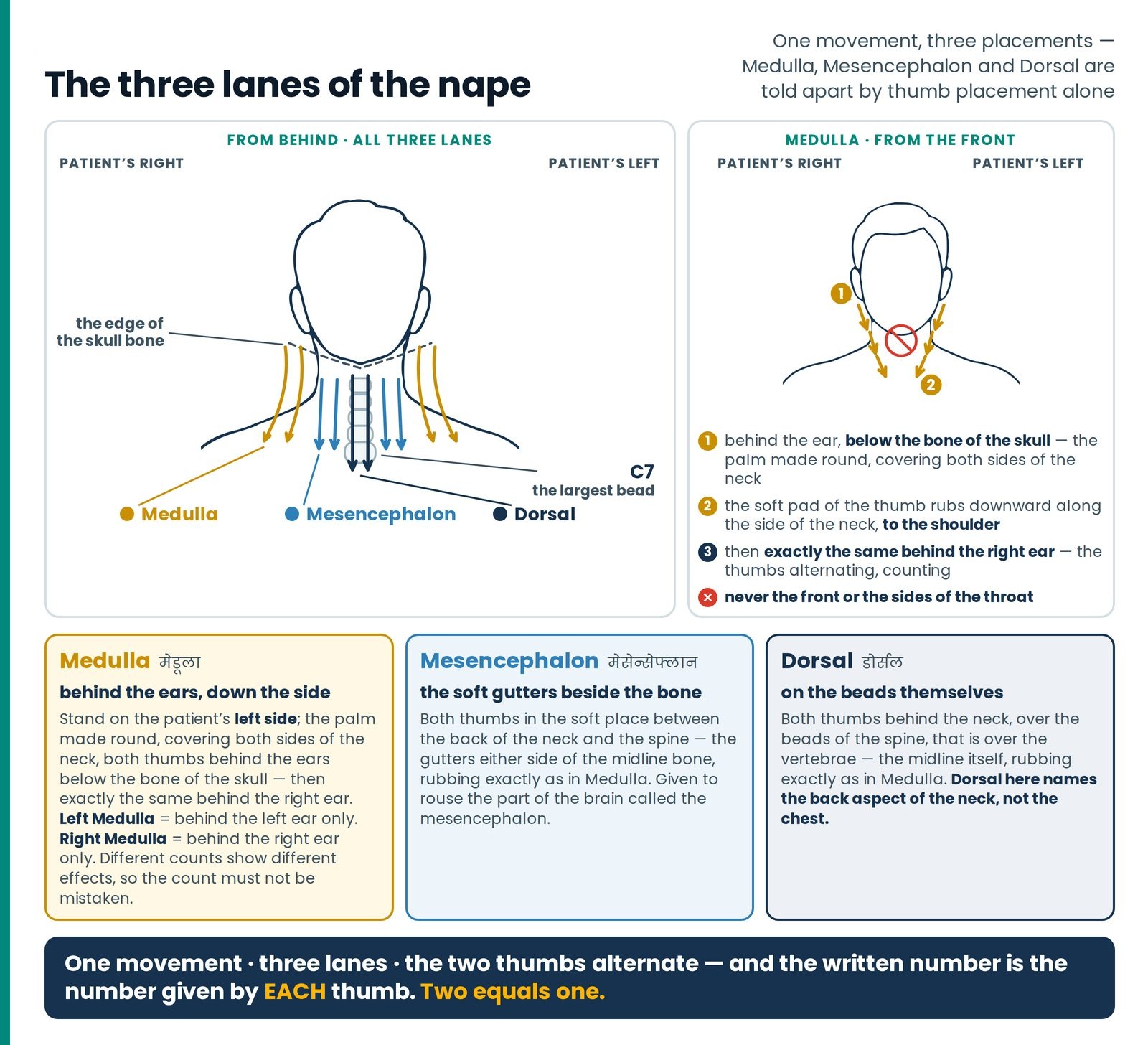 The three lanes of the nape. Medulla, Mesencephalon and Dorsal as one movement in three colour-coded lanes on a single n