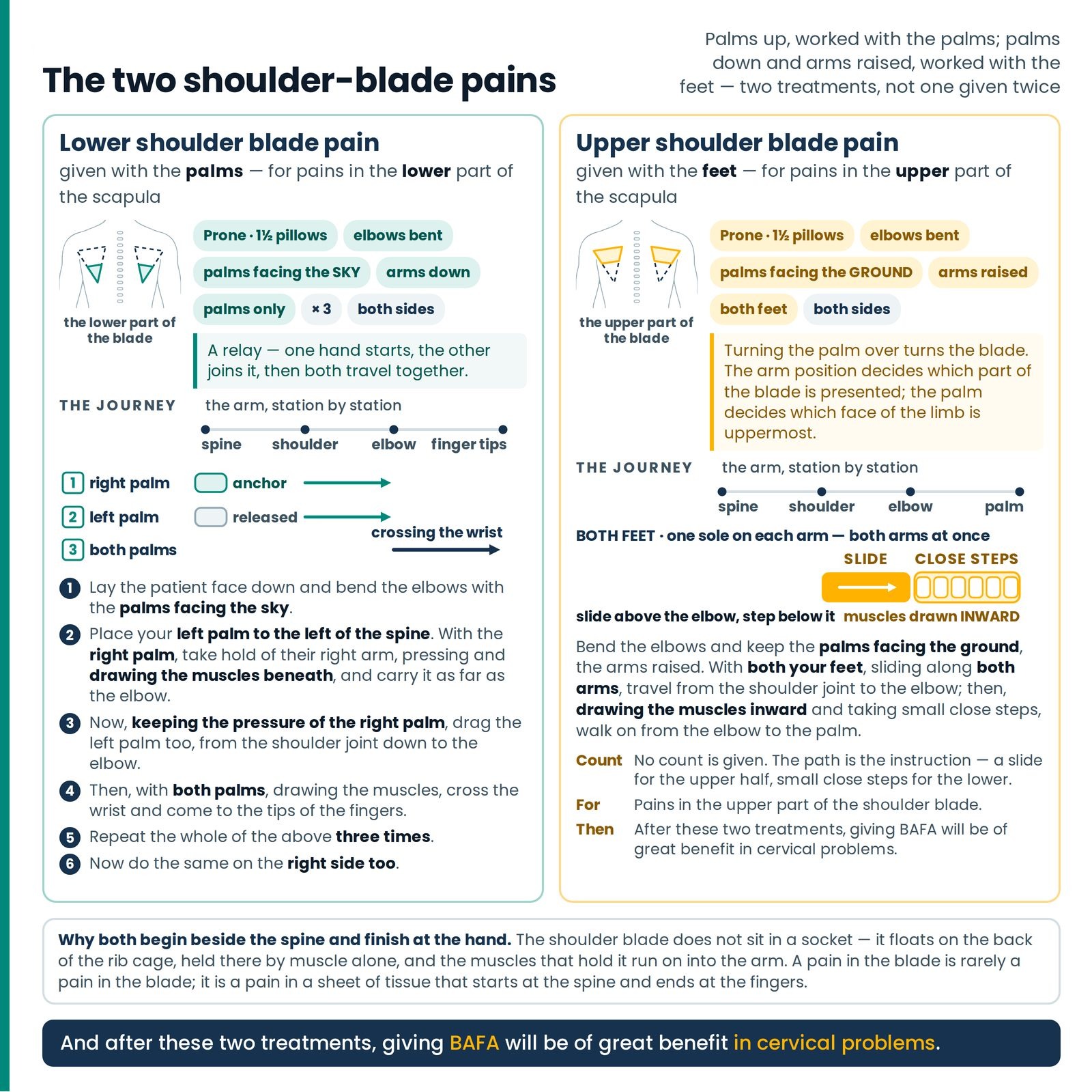 The two shoulder-blade pains. Lower and Upper set side by side — which part of the blade each names, and the journey eac