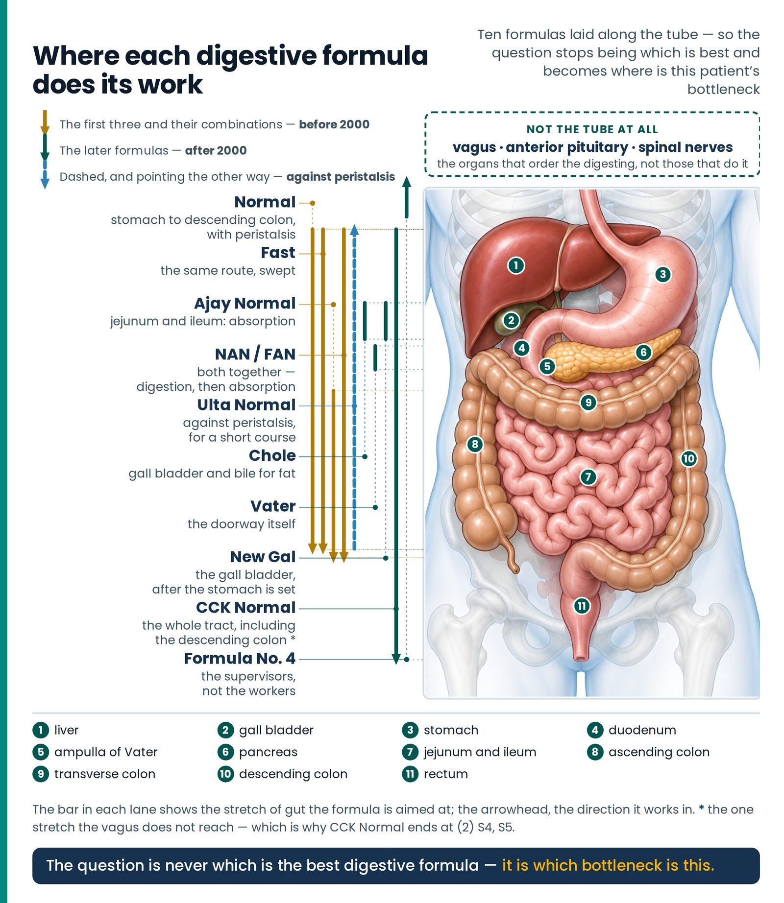 Where each digestive formula does its work. All ten formulas laid along the digestive tube as bars, each spanning the st