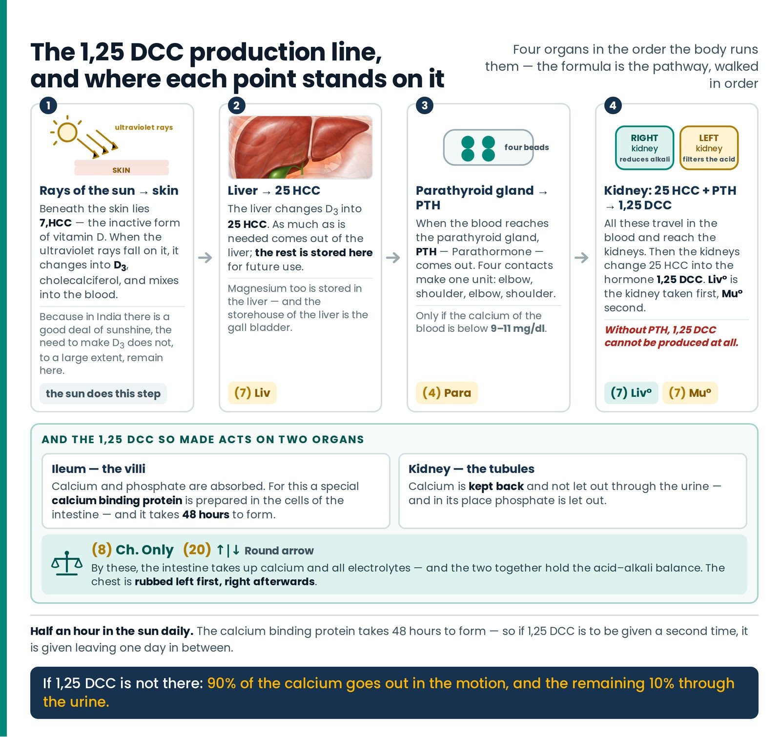 The 1,25 DCC production line, and where each point stands on it. The pathway walked in the order the body runs it — sun 