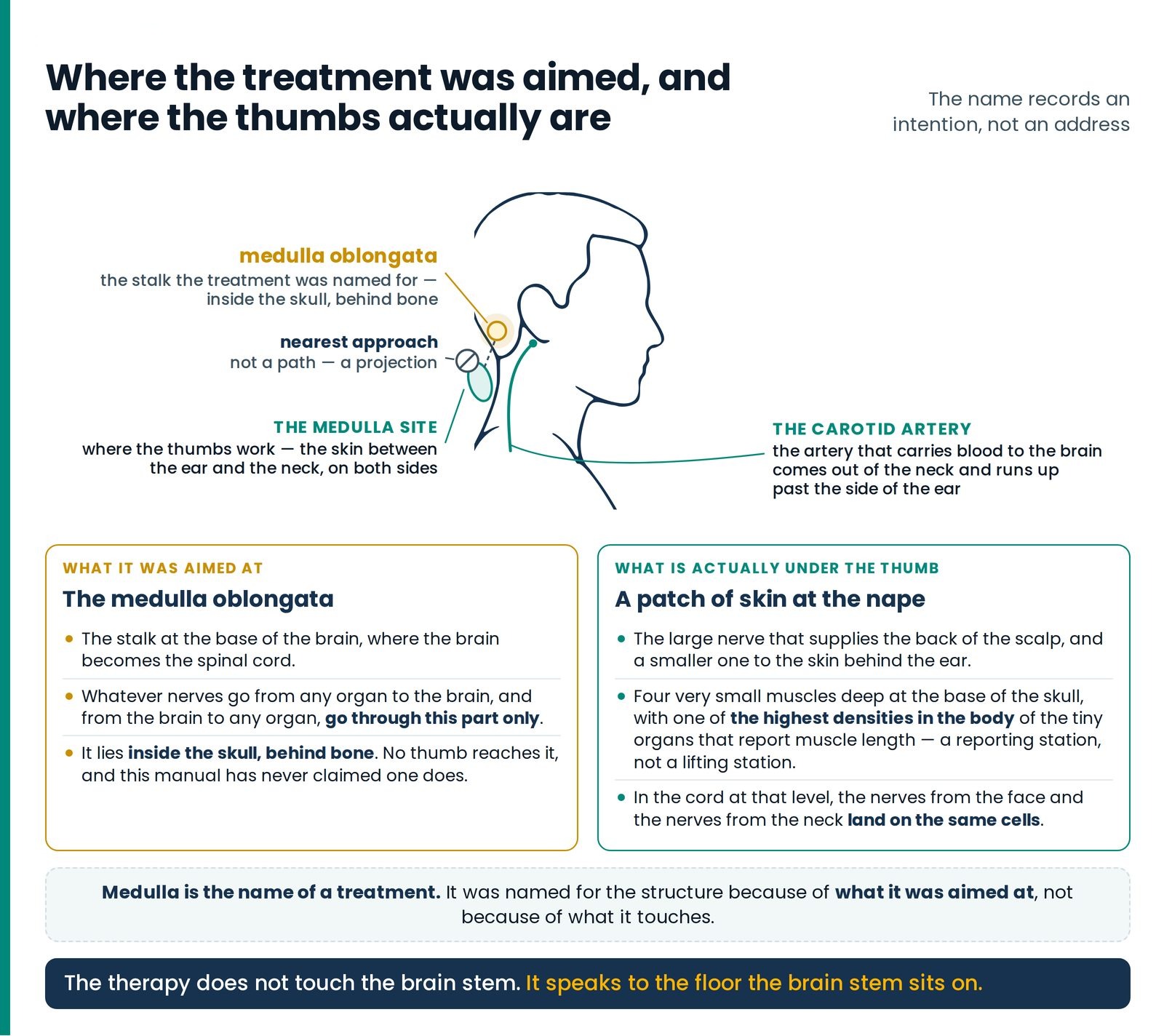 Where the treatment was aimed, and where the thumbs actually are. A traced profile with the medulla oblongata marked as
