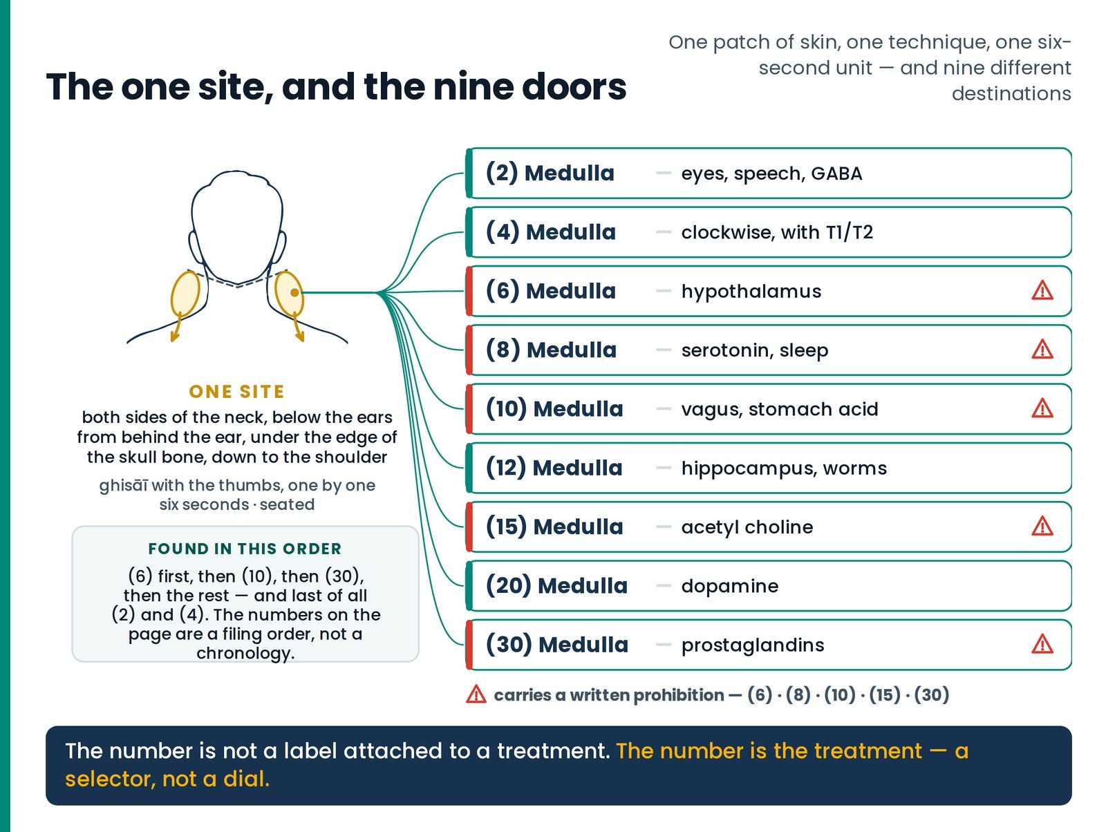 The one site, and the nine doors. One shaded site on a traced nape, one trunk leaving it, and nine thin lines fanning to