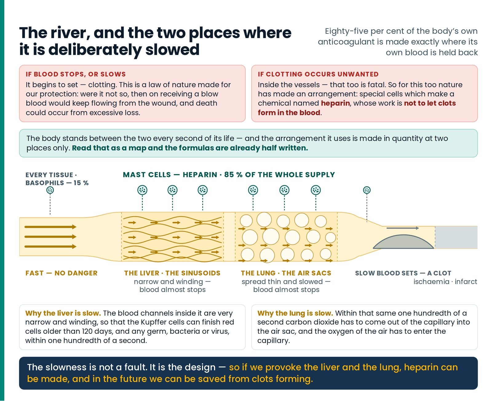 The river, and the two places where it is deliberately slowed. One continuous channel of blood: fast and safe at either 