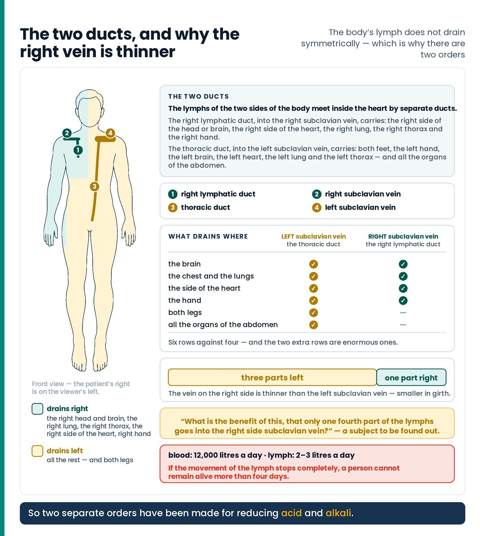 The two ducts, and why the right vein is thinner. One body with its drainage territories in two flat colours — the right