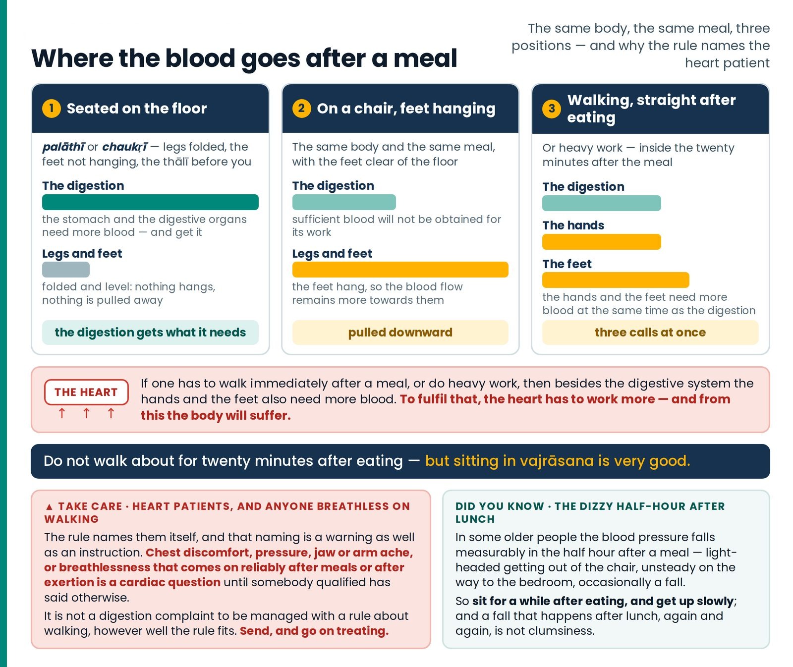 Where the blood goes after a meal. The same body, the same meal, three positions — seated on the floor, on a chair with