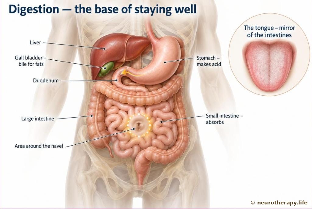 A neutral mannequin torso with the digestive organs shown — stomach, liver, gall bladder, the first part of the small intestine, the small and large intestines — and a soft ring around the navel area